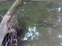 Fischsterben Wipper 1448